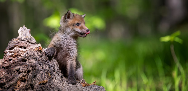 红狐，秃鹫，森林里树桩上的幼崽。大自然中的野生动物图片下载