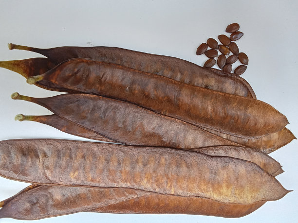 干的白色底色的Lamtoro种子图片下载