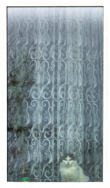 金属塑料窗户的广告，窗台上有一只白灰色的猫，看着窗外图片下载