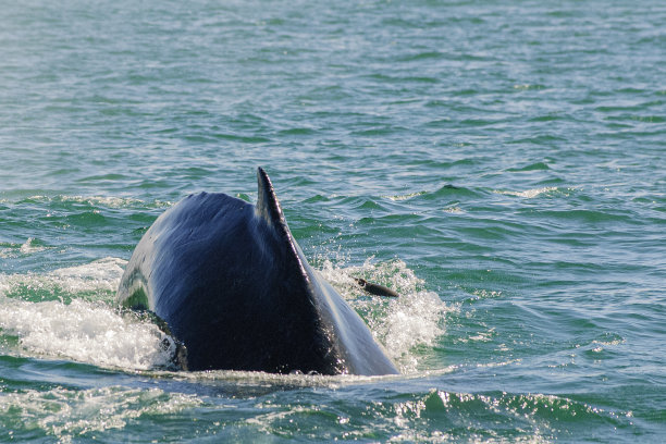 座头鲸潜入船下的特写图片下载