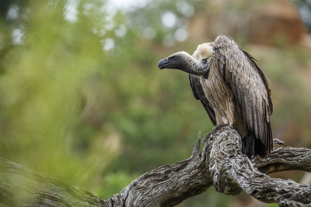 南非克鲁格国家公园的白背秃鹫图片下载