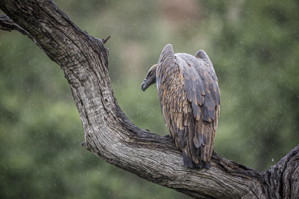 南非克鲁格国家公园的白背秃鹫图片下载