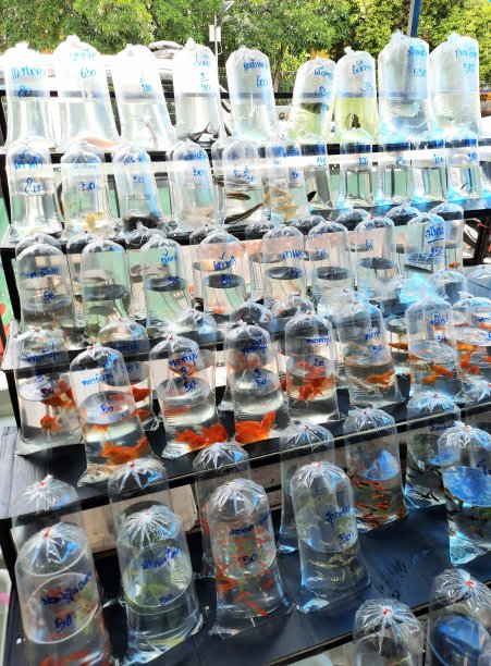 曼谷宠物市场，水族鱼装在塑料袋里出售。图片下载