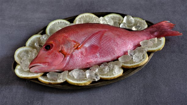 新鲜的红鲷鱼。Lutjanus campechanus。图片下载