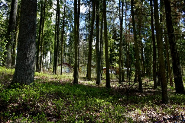 在一个阳光明媚的夏日，在波兰的乡村，一组被废弃的木屋、小屋或棚屋覆盖着森林或长满树木、草药、鲜花和其他植物的沼泽图片下载