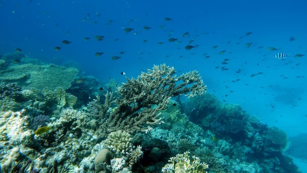 红海珊瑚礁中的美丽鱼类图片下载