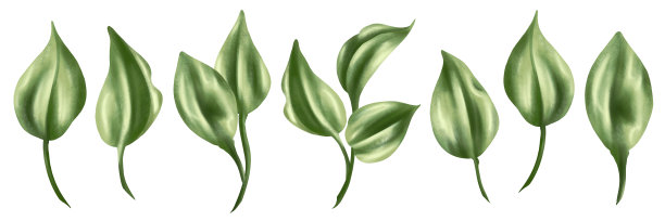 水彩套装绿色玫瑰叶。在白色背景上的植物数码图像的集合。用于婚礼请柬，日期保存，感谢或贺卡图片下载