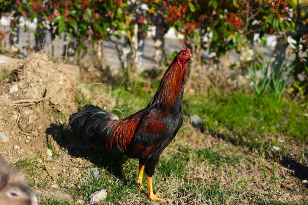 公鸡，小鸡在花园的绿色草坪上，在大自然中，在露天，在田野里图片下载