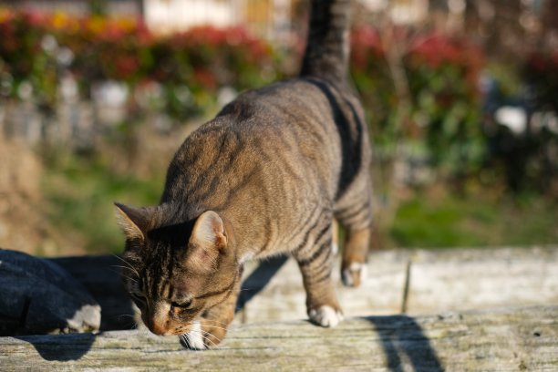 花园里的猫图片下载