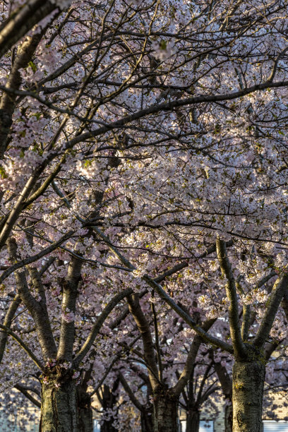 丹麦哥本哈根图片下载