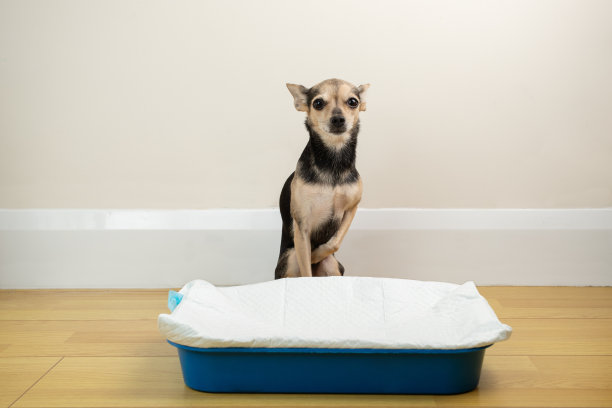 狗餐巾纸，宠物马桶，可爱的狗狗坐在托盘上，拿着吸水性尿布图片下载