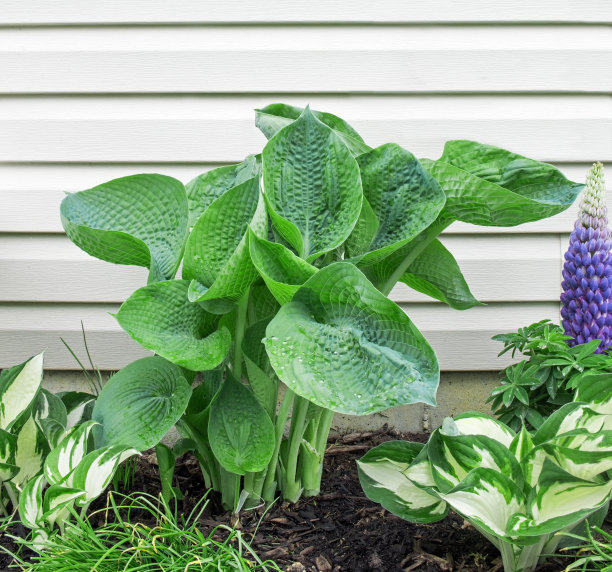 在花园设置的阿比瓜饮用葫芦图片下载