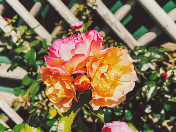 美丽的灌木玫瑰在夏季花园，盛开的花朵在赫特福德郡，英国夏季，种植和园艺图片下载