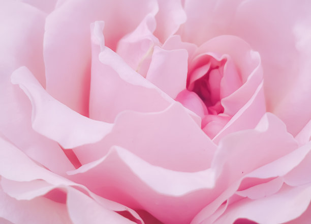 夏季花园中美丽的灌木玫瑰，盛开在英国赫特福德郡的夏季，种植和园艺图片下载