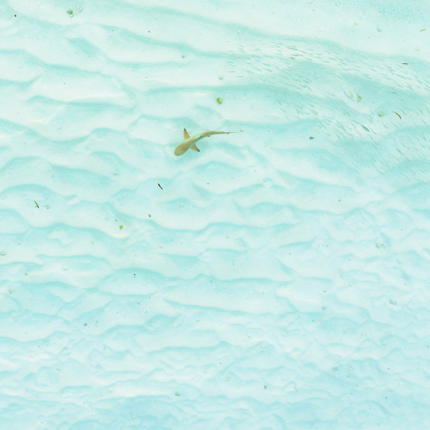 小鲨鱼在鱼群中游泳的鸟瞰图图片下载