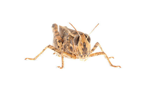 白底分离的短角蚱蜢或意大利蝗虫，Calliptamus italicus图片下载