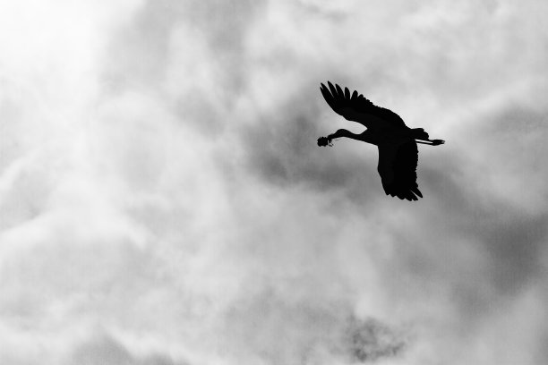 鹳的高空飞行图片下载