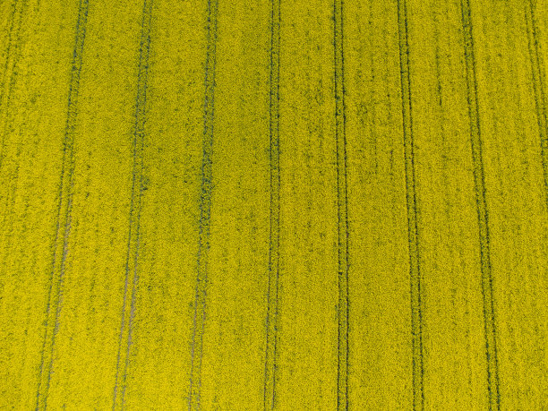 在黄色油菜地为自然背景的拖拉机履带鸟瞰图图片下载