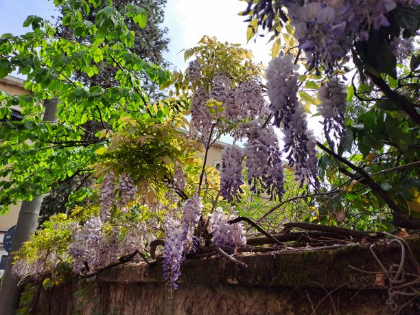 紫藤在日本的城市里图片下载