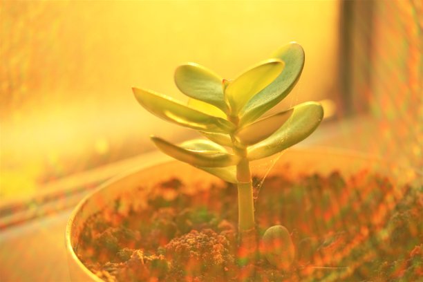 金钱树的嫩芽生长在花盆里。灯盏花在阳光下。图片下载