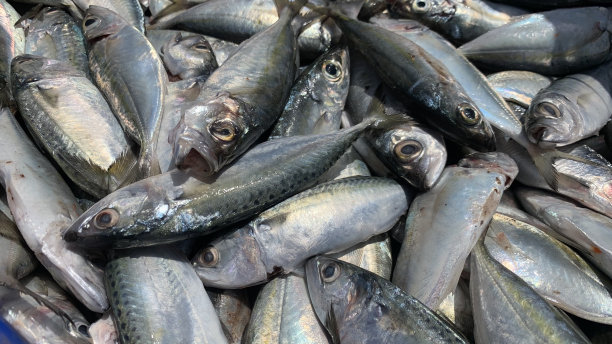 生鱼市的印度鲭鱼或邦达鱼。图片下载