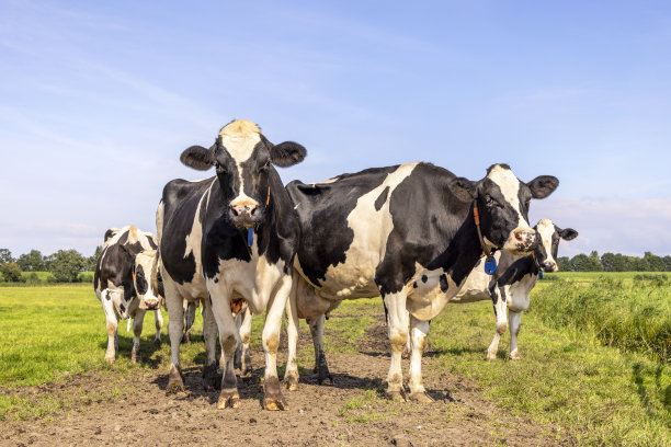包牛，一群黑白相间的牧群，聚在一块田野里，欢天喜地，一片蓝天图片下载