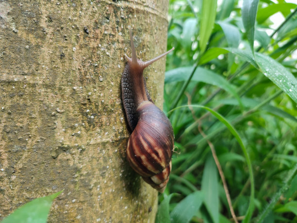 蜗牛在慢慢地爬行图片下载