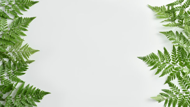 白色背景上的绿色蕨类叶子。自然背景，热带树叶，平面布局，俯视图与复制空间。图片下载