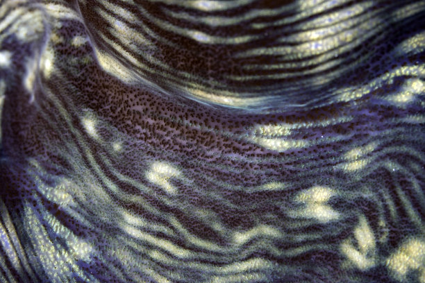 巨型蛤蜊的抽象纹理图片下载