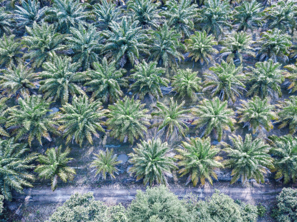 橡胶种植园的高角度视图。油棕种植园的高角度视图。雨季美丽的森林。优美的种植区设计。图片下载