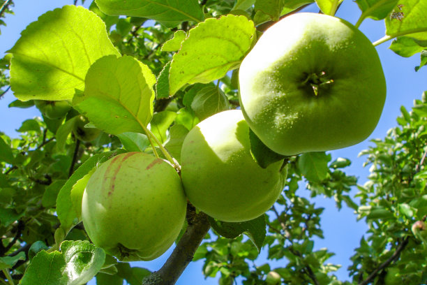 在一个阳光明媚的夏日，青苹果在果园的树上成熟了。特写镜头。收成。八月，夏天的结束图片下载
