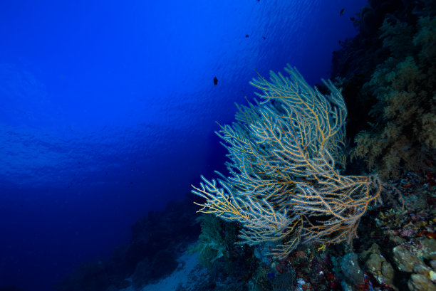 热带珊瑚礁水下景观图片下载