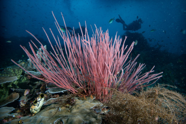 热带珊瑚礁水下景观，印度尼西亚图片下载
