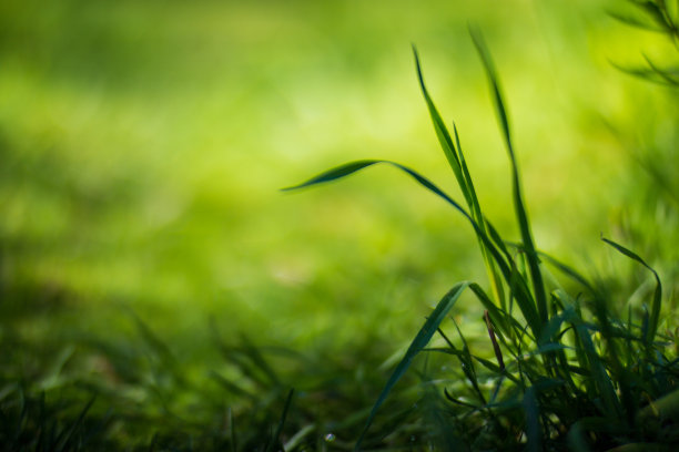 在一个阳光明媚的夏日，新鲜的绿草特写。美丽的自然乡村景观，以模糊的背景为自然主题的设计和项目图片下载