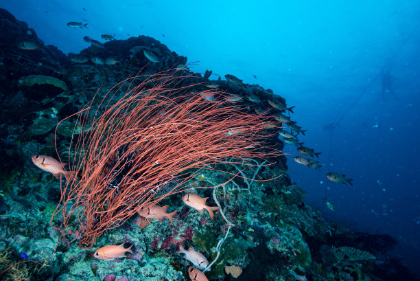 热带珊瑚礁水下景观图片下载
