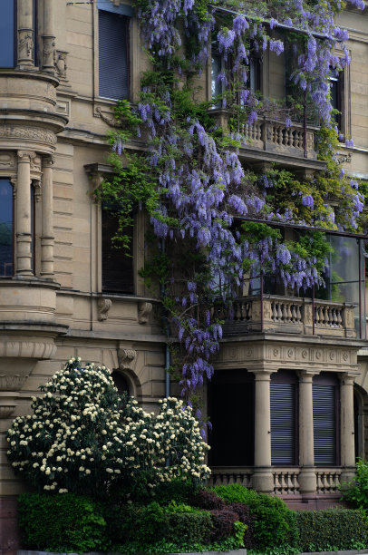 紫藤花图片下载