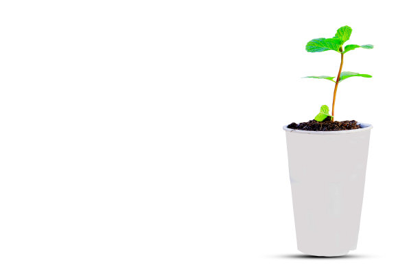 年轻的绿色植物生长在咖啡纸杯上。图片下载