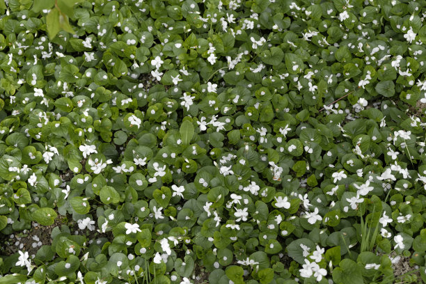 花园里的白色紫罗兰。花瓣落了。图片下载