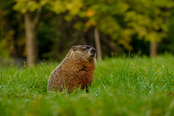 Marmotte图片下载