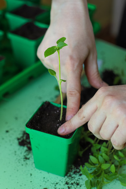 在家里的苗盘里移栽植物幼苗。挖出physalis。选择性对焦照片图片下载