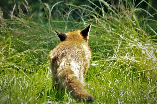 顽皮的狐狸在阳光下玩耍图片下载