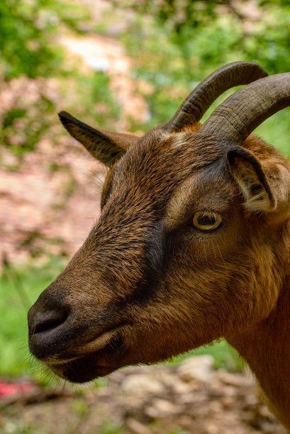法国的山羊图片下载