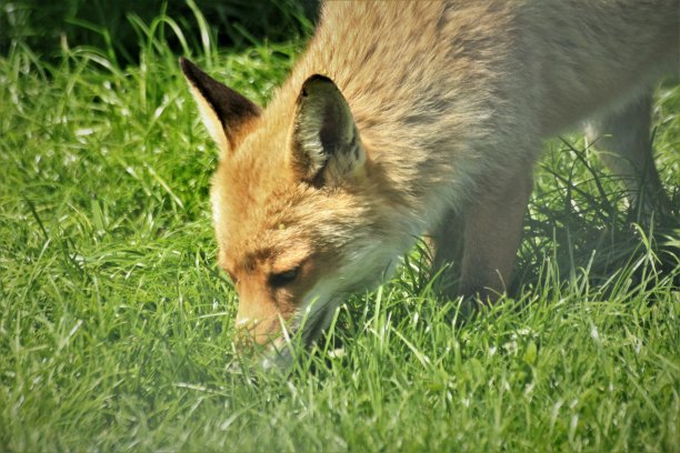顽皮的狐狸在阳光下玩耍图片下载