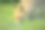顽皮的狐狸在阳光下玩耍图片下载
