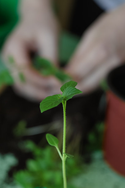 在家里拔掉植物幼苗。physalis的幼苗。园艺是一种爱好。选择性对焦照片图片下载