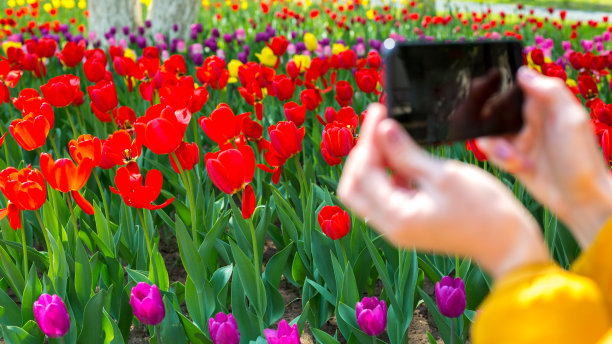 用智能手机拍摄郁金香花，一名女子手里拿着手机拍摄花朵图片下载