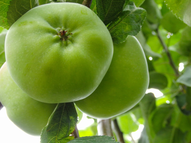 苹果树枝上的苹果在成熟过程中模糊的背景。图片下载