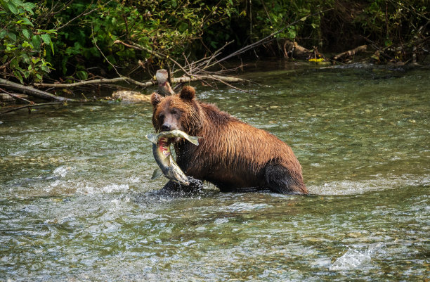 灰熊抓鲑鱼图片下载