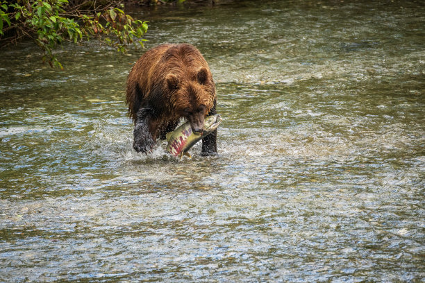 灰熊抓鲑鱼图片下载