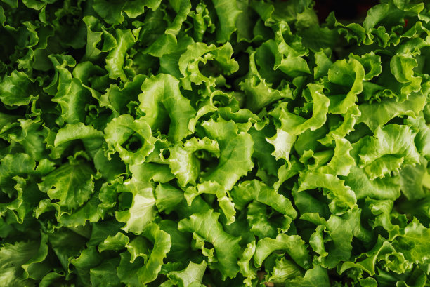 新鲜生菜的特写图片下载